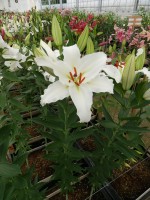 [4274 Asterian Mak No01.JPG]